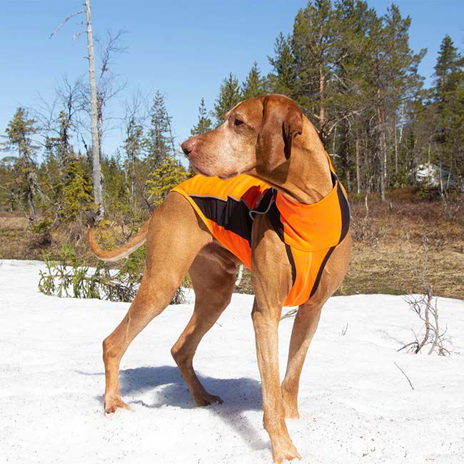 Back on Track Eddie High Visibility Jumper for Dogs - Reflective Orange image number null