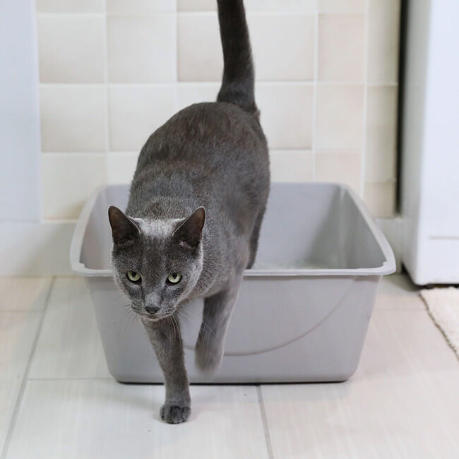 Petmate Basic Litter Box - Mouse Gray image number null