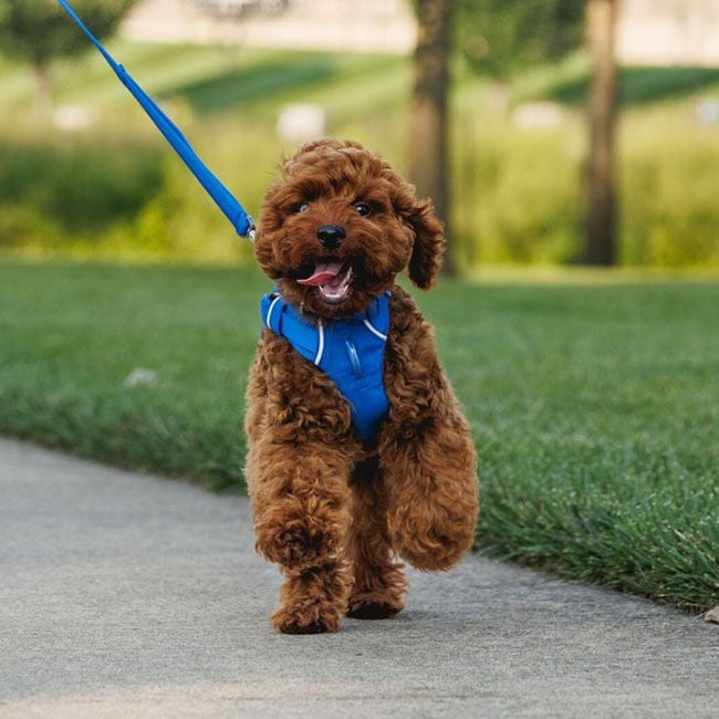 Ruffwear Front Range Harness - Blue Pool image number null