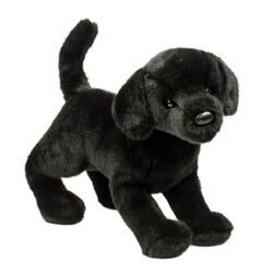 Douglas Chester the Black Lab