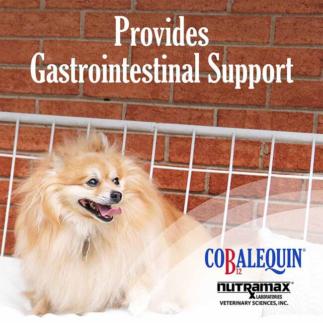 Nutramax Cobalequin B12 Supplement for Cats and Small Dogs - 45 Chewable Tablets image number null