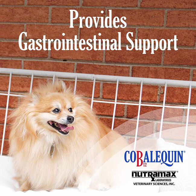 Nutramax Cobalequin B12 Supplement for Cats and Small Dogs, 45 Chewable Tablets image number null