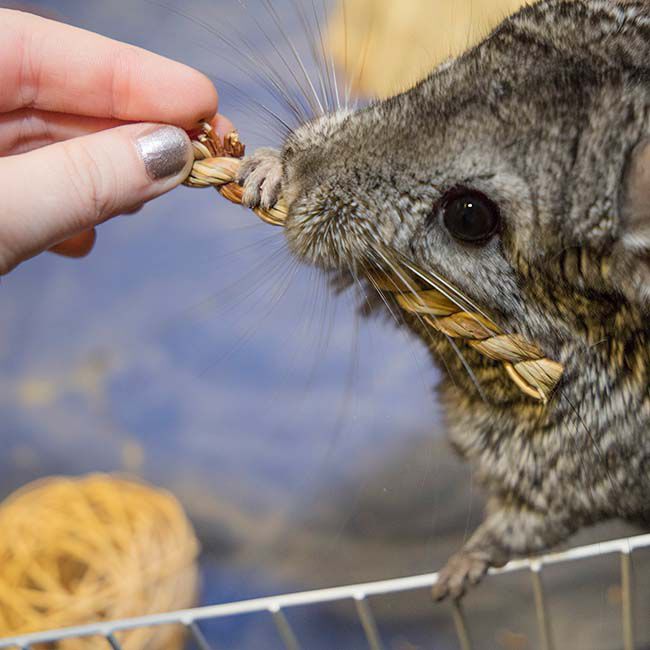 Ware Pet Products Seagrass Twists image number null