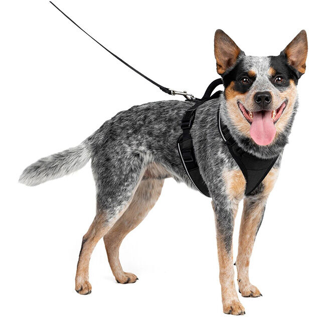 PetSafe EasySport Harness - Black image number null