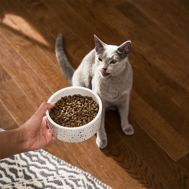 Open Farm Grain-Free Cat Food - Farmstead Duck image number null