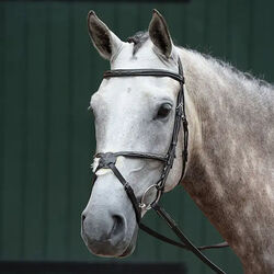 Collegiate Essential Padded Raised Fancy Stitched Figure 8 Bridle