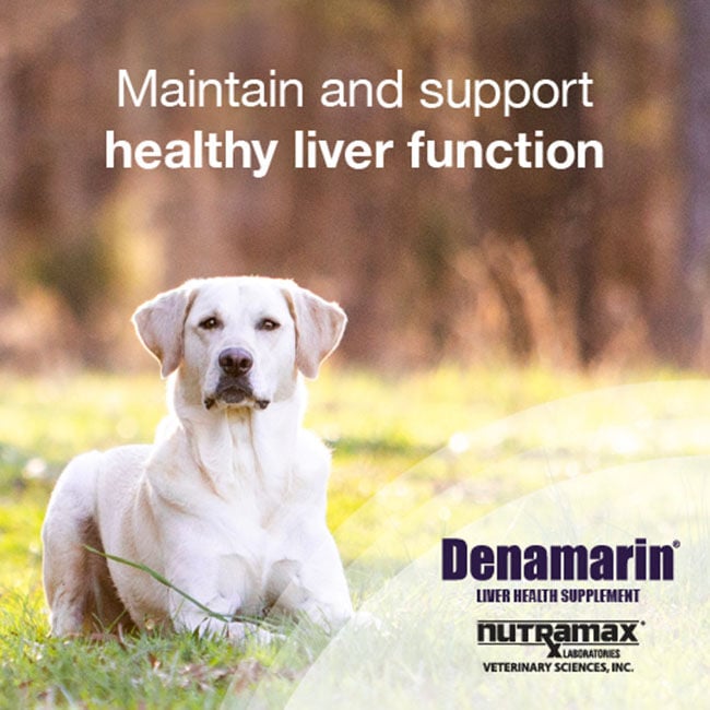 Nutramax Laboratories Denamarin Liver Supplement for Dogs - Chewable Tablets - 30-Count image number null