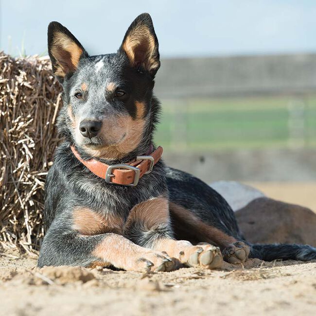 Terrain D.O.G. Buttered Harness Leather Hybrid Dog Collar - Canyon Rose image number null
