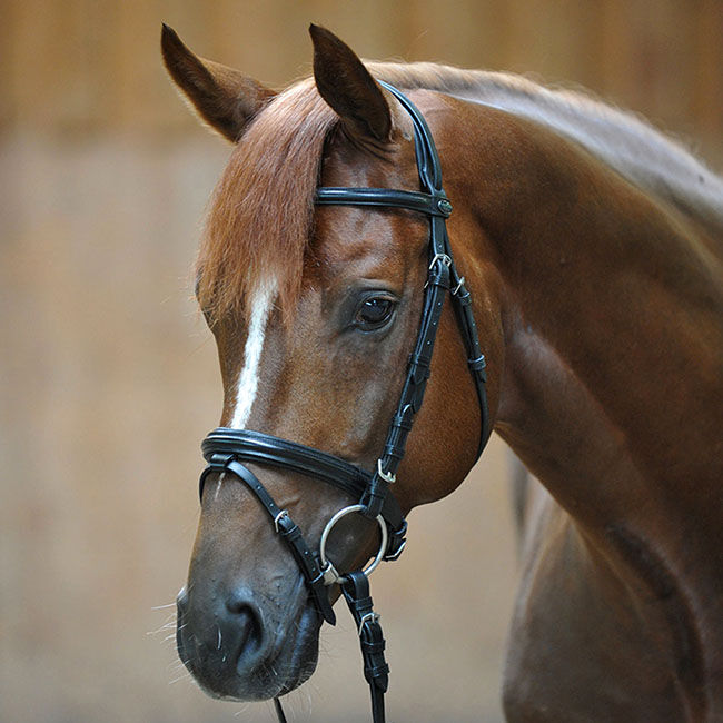 Kavalkade Quentin Dressage Bridle image number null