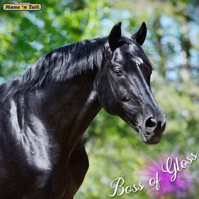 Mane 'n Tail Ultimate Gloss Shampoo image number null