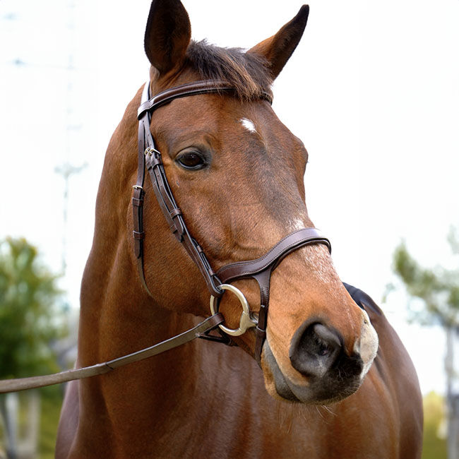 Nunn Finer Innovativo English Bridle image number null