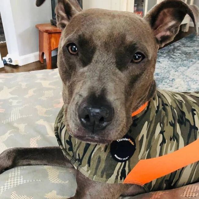 ThunderWorks ThunderShirt Polo - Anti-Anxiety Dog Jacket - Camo image number null