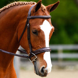 KL Select Black Oak Tupelo Bridle