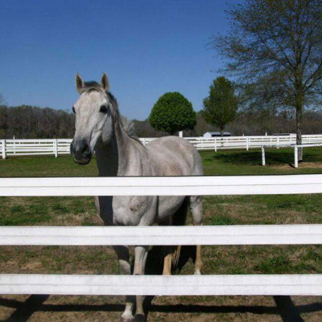 Centaur Fencing Hot Rail Electric Fencing image number null