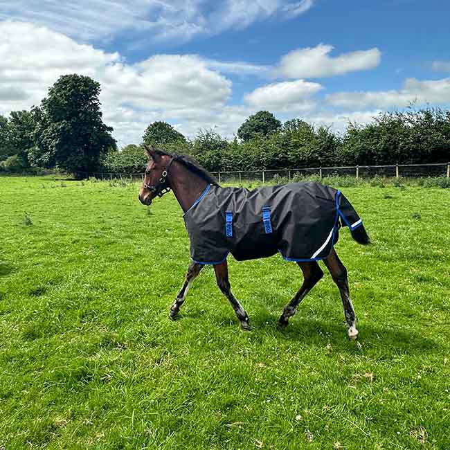 Horseware Amigo Ripstop 900D Foal Turnout (50g Medium) - Black with Classic Blue Trim image number null