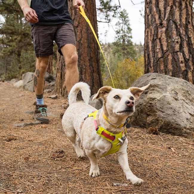 Ruffwear Hi & Light Harness - Lichen Green image number null