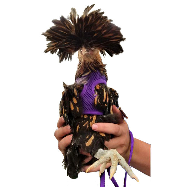 Valhoma Chicken Harness image number null