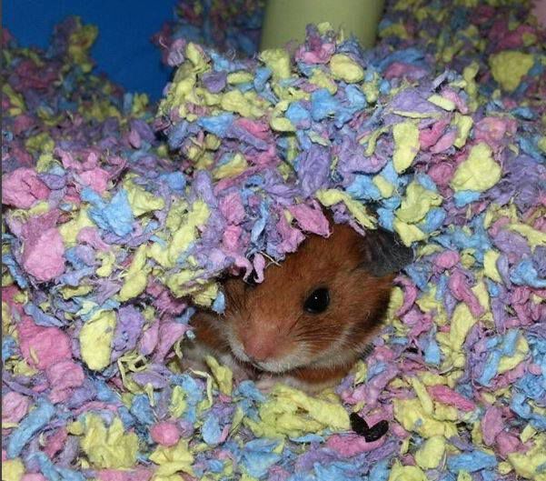 hamster confetti bedding