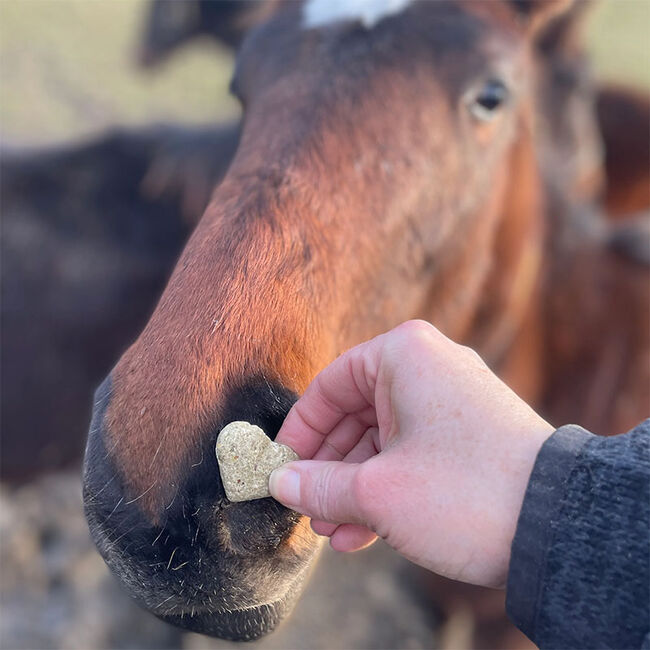 The Lazy Dog Cookie Co. Horse Biscuits - Cherry Vanilla Peppermint image number null