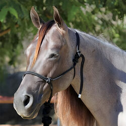 Professional's Choice Rope Halter with Lead