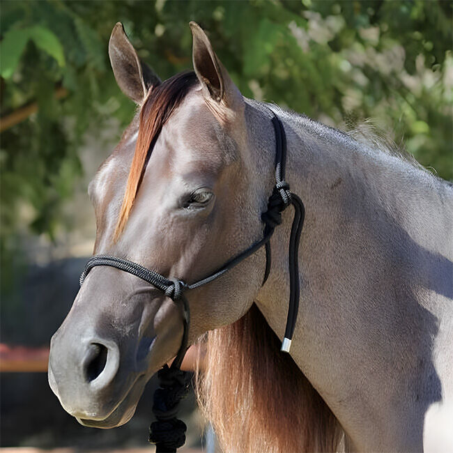 Professional's Choice Rope Halter with Lead Black image number null