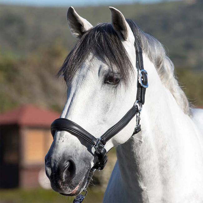 LeMieux Anatomic Leather Halter The Cheshire Horse