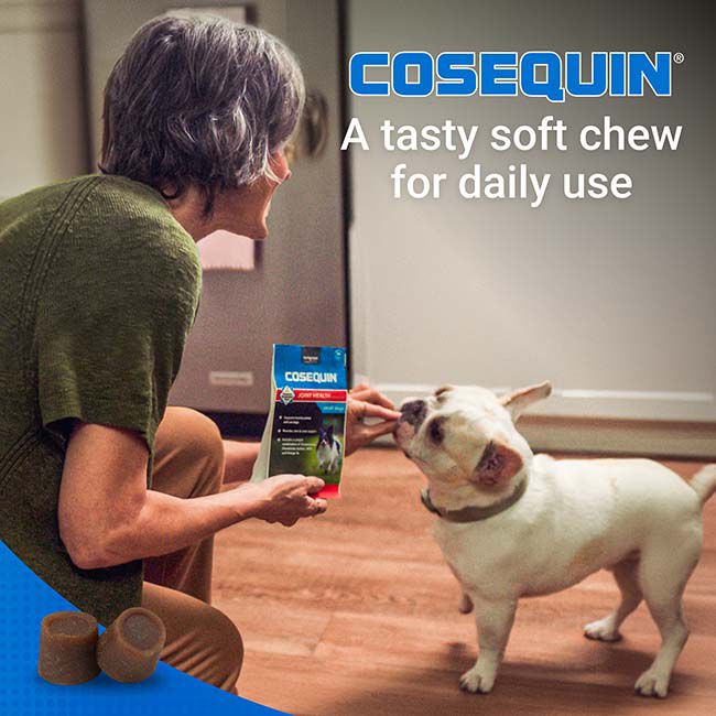Nutramax Cosequin for Small Dogs, Joint Health Supplement, Contains Glucosamine for Dogs, Plus Chondroitin, MSM and Omega-3s, Supports Joint and Skin and Coat Health, For Dogs Under 25 lbs., Soft Chews image number null