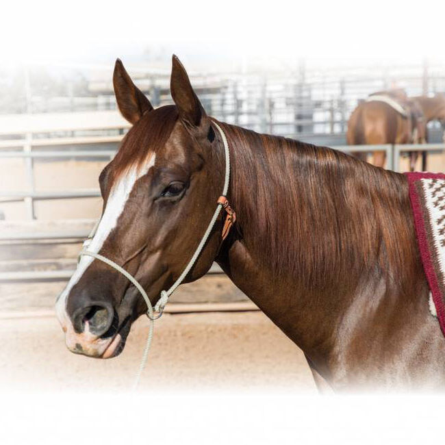 Professional's Choice Training Halter image number null