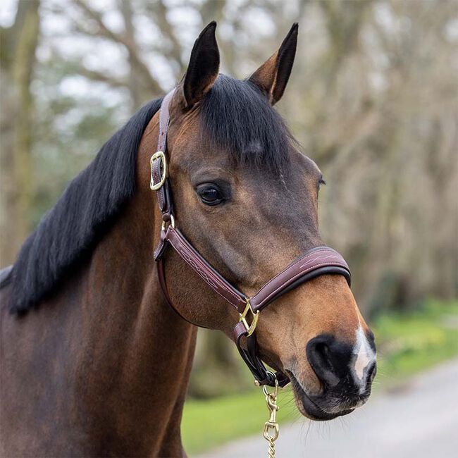 LeMieux Stitched Leather Halter image number null