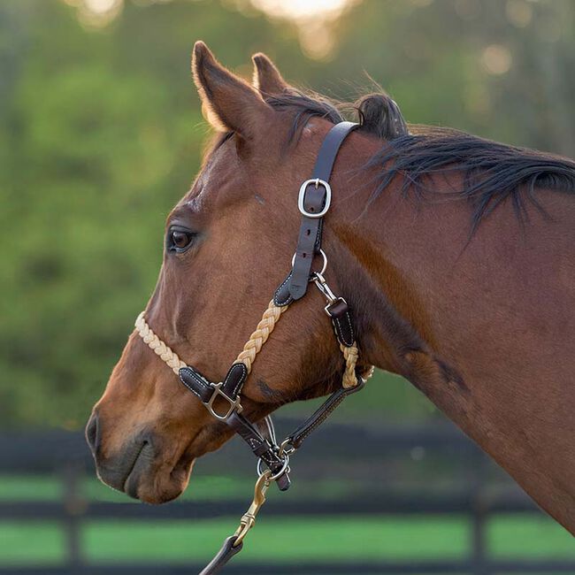 Tory Leather 1" Braided Waxed Canvas Halter image number null