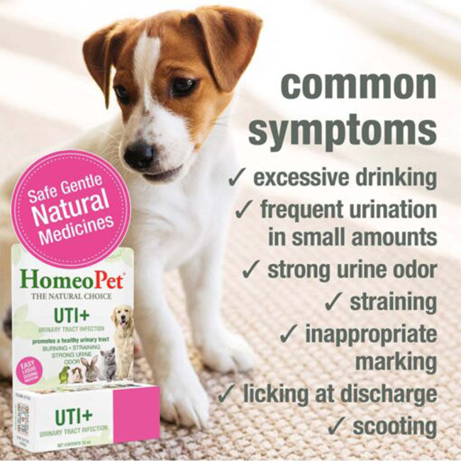 HomeoPet UTI+ - 15 mL image number null