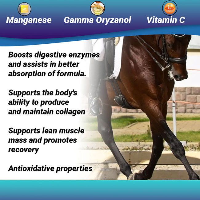 OptiWize Collagen Plus Equine Joint Supplement image number null