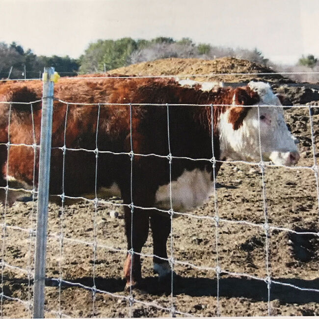 Bekaert Solidlock Pro High Tensile Fixed Knot Cattle Fence - Bezinal Coating image number null