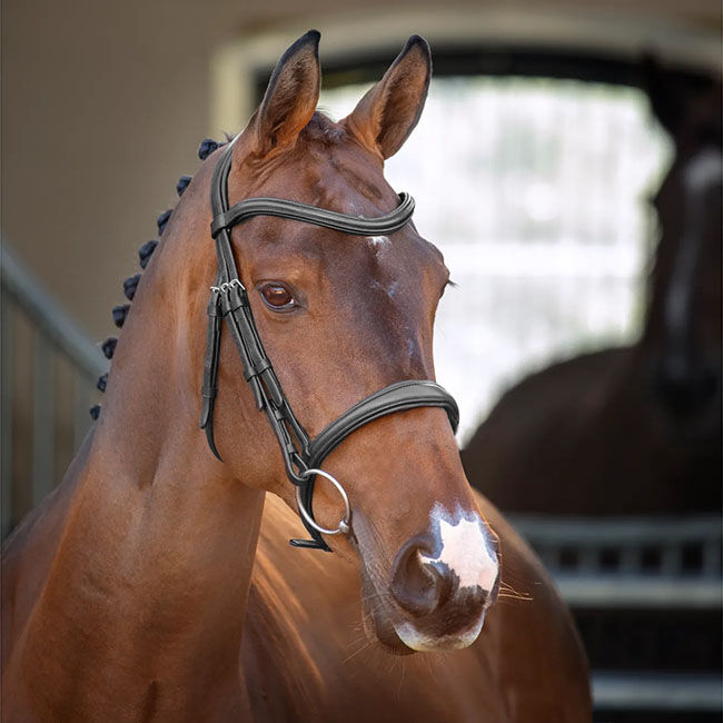 Shires Velociti Lusso Padded Raised Bridle image number null