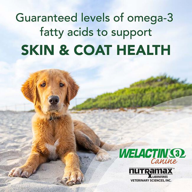 Nutramax Laboratories Welactin Omega-3 Fish Oil Skin and Coat Health Supplement Liquid for Dogs - 120 Softgels image number null