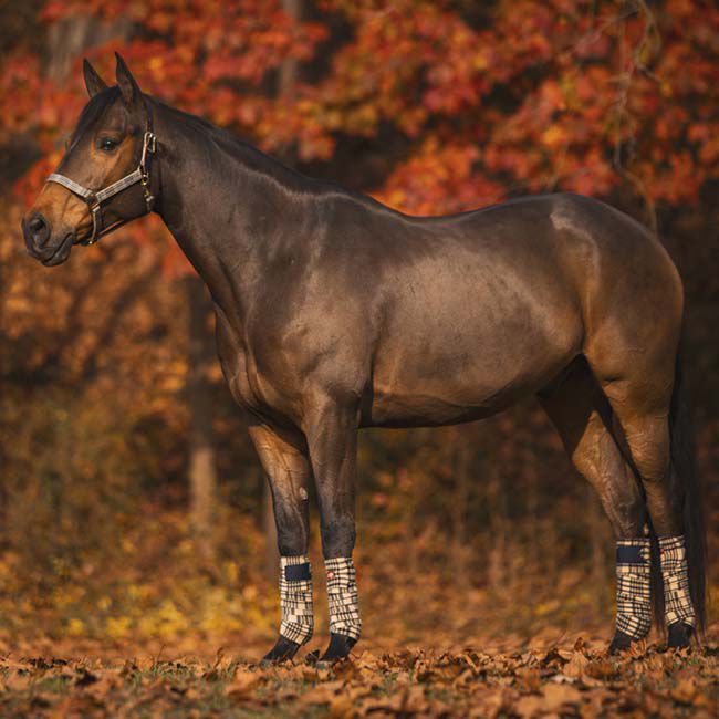 5/A Baker Bakerfleece Polo Bandages image number null
