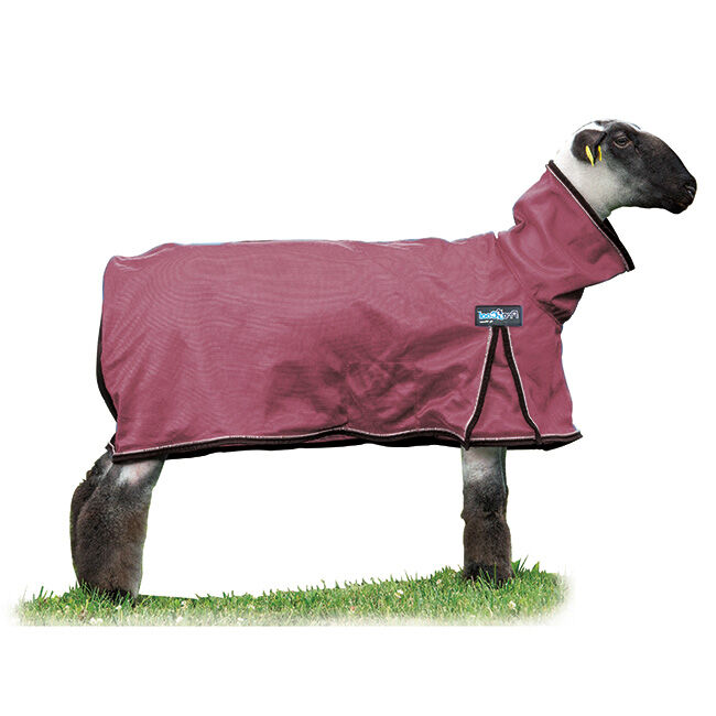 Weaver Livestock ProCool Sheep Blanket with Reflective Piping - Closeout image number null