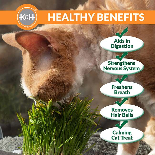 K&H Pet EZ Mount Deluxe Bolstered Window Kitty Sill Cat Perch with Cat Grass Grow Station image number null