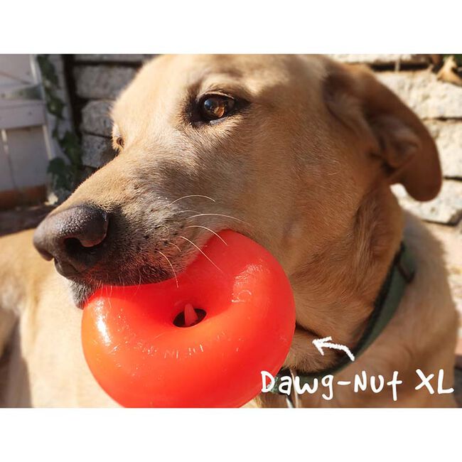RuffDawg Dawg-Nut - Rubber Retrieving Dog Toy - Assorted Colors image number null