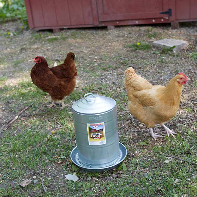 Little Giant Double-Wall Metal Poultry Waterer - 3-Gallon Capacity image number null