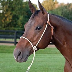 Schutz Brothers Lariat Rope Training Halter