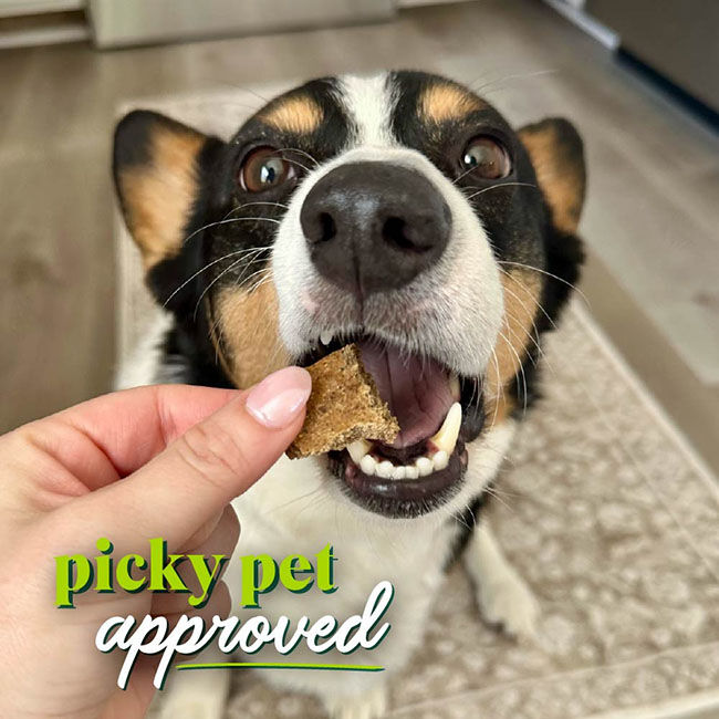 Honest to Goodness Protein Bites for Dogs - Turkey & Pumpkin - 5.5 oz image number null