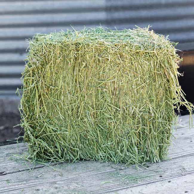 Standlee Alfalfa Grab & Go Compressed Bundle - 50 lb image number null