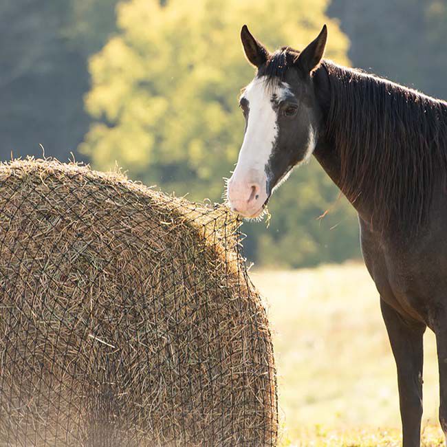 Texas Haynet Round Bale Hay Net image number null