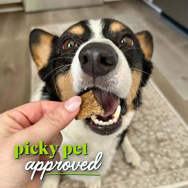 Honest to Goodness Protein Bites for Dogs - Venison & Sweet Potato - 5.5 oz image number null