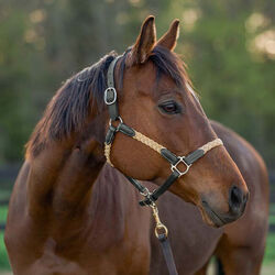 Tory Leather 1" Braided Waxed Canvas Halter - Closeout