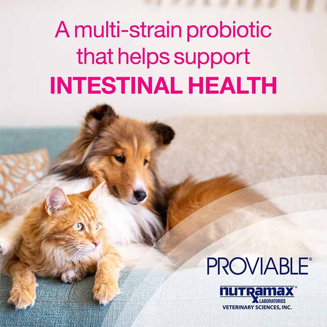 Proviable Multi-Strain Probiotic for Dogs & Cats image number null
