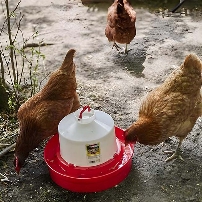 Little Giant Deep Base Poultry Waterer - 1-Gallon Capacity image number null