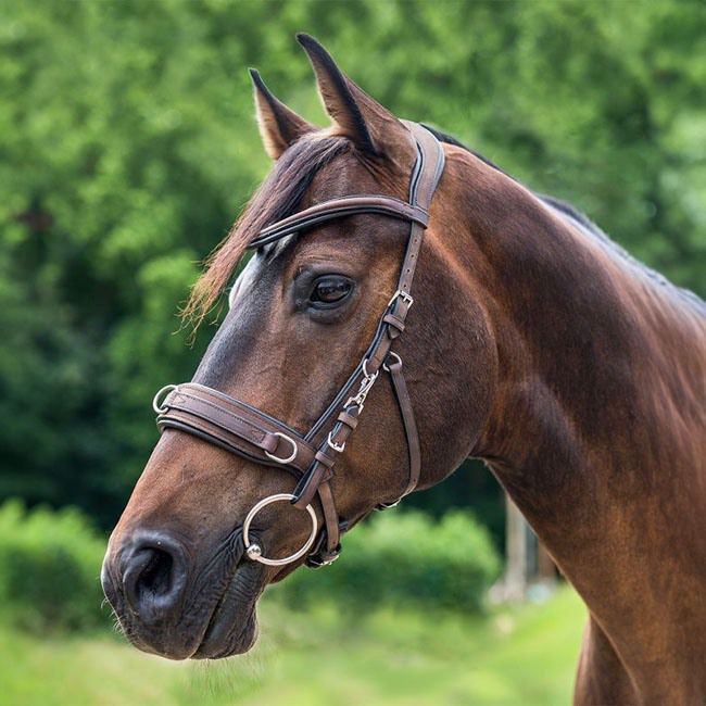 Waldhausen Anatomic Cavesson image number null