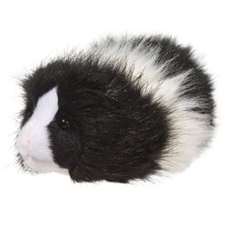 Douglas Angora the Guinea Pig